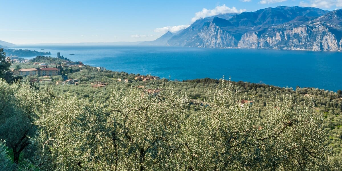 malcesine e olivi