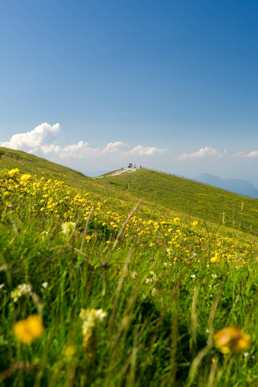 botton d'oro sul crinale del baldo