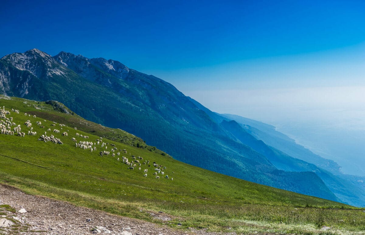 pascolo la sera sul crinale del baldo