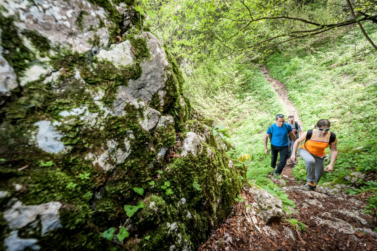 sentiero nel bosco