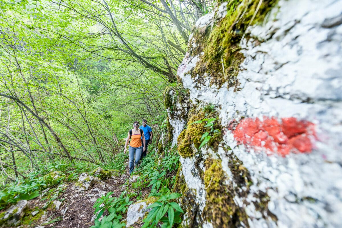 sentiero nel bosco