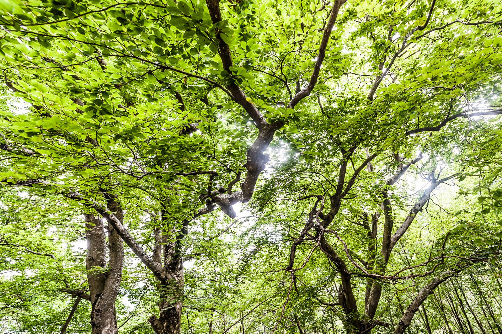 wood in spring