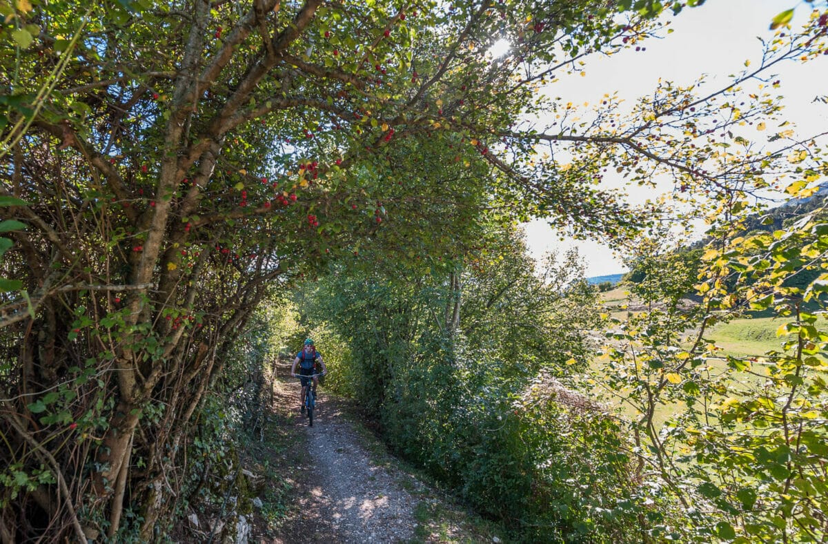 sentiero nel bosco