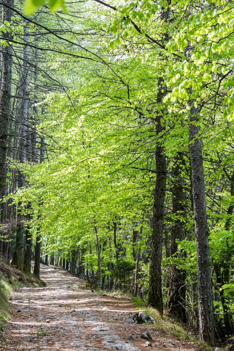 riserva naturale lastoni pezzi monte baldo