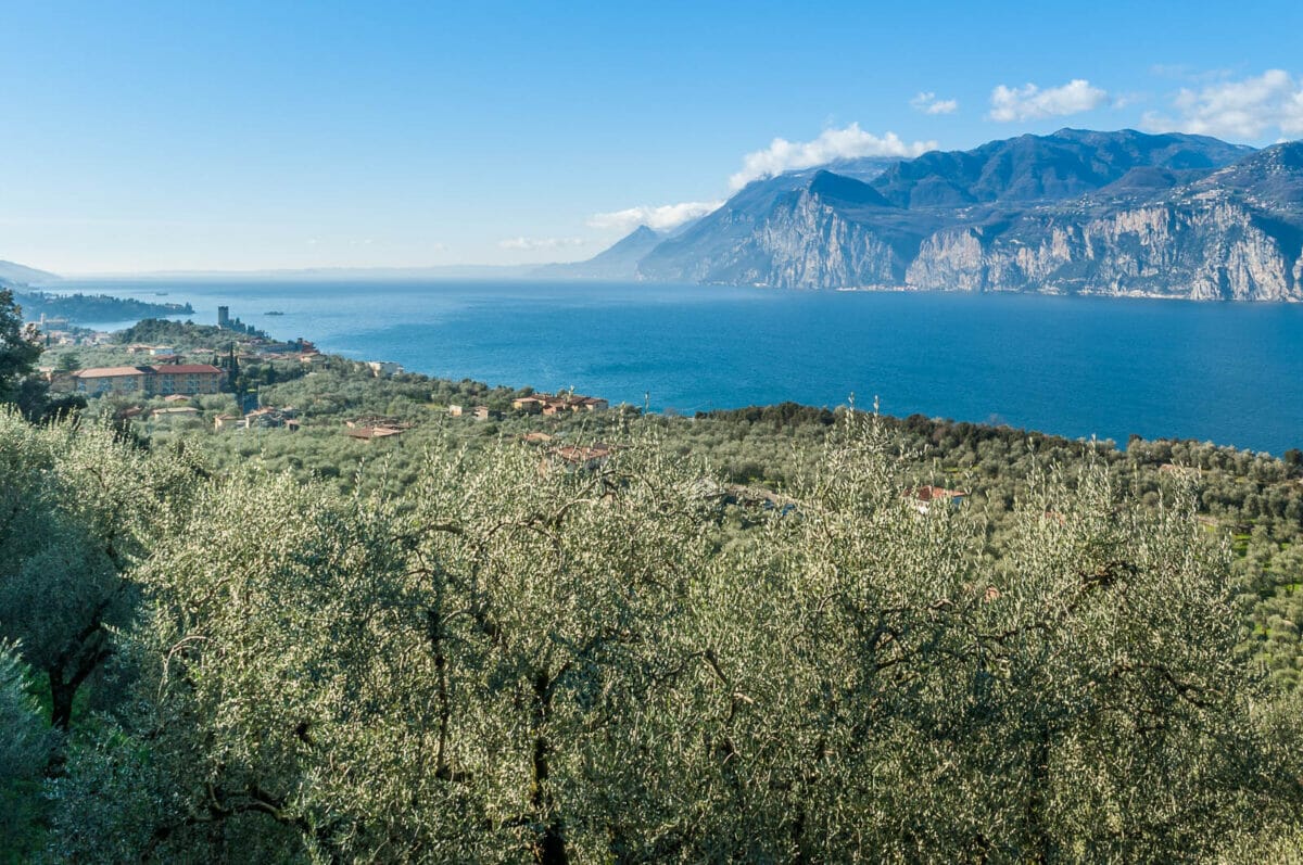 olivenbäume und malcesine aus der viapanoramica