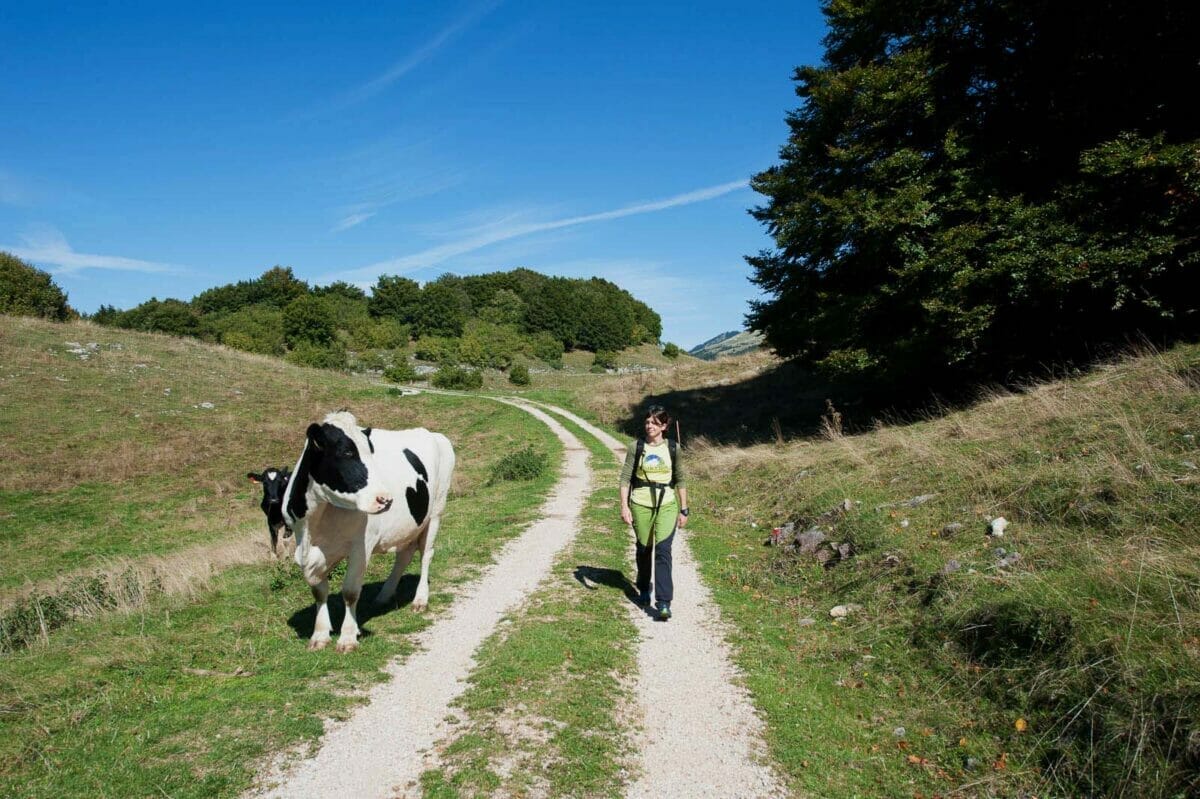 walk on white road with cows