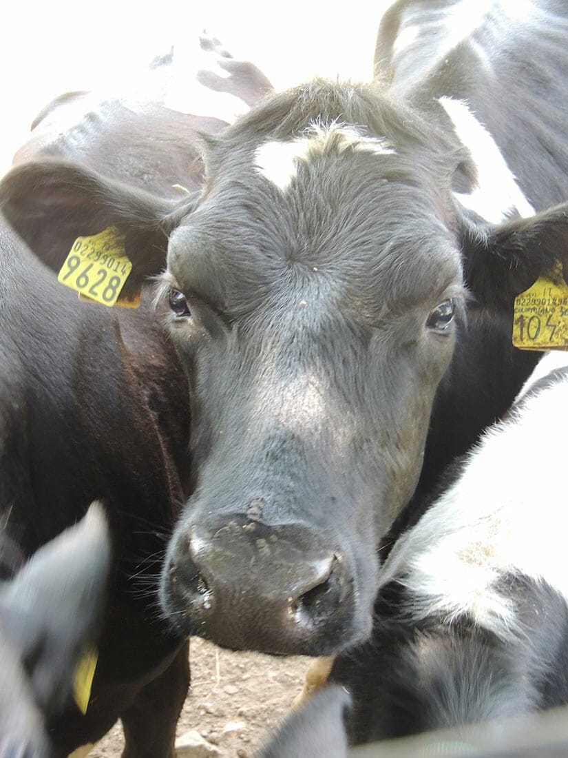 famiglia bortolotti azienda agricola la quadra mucche