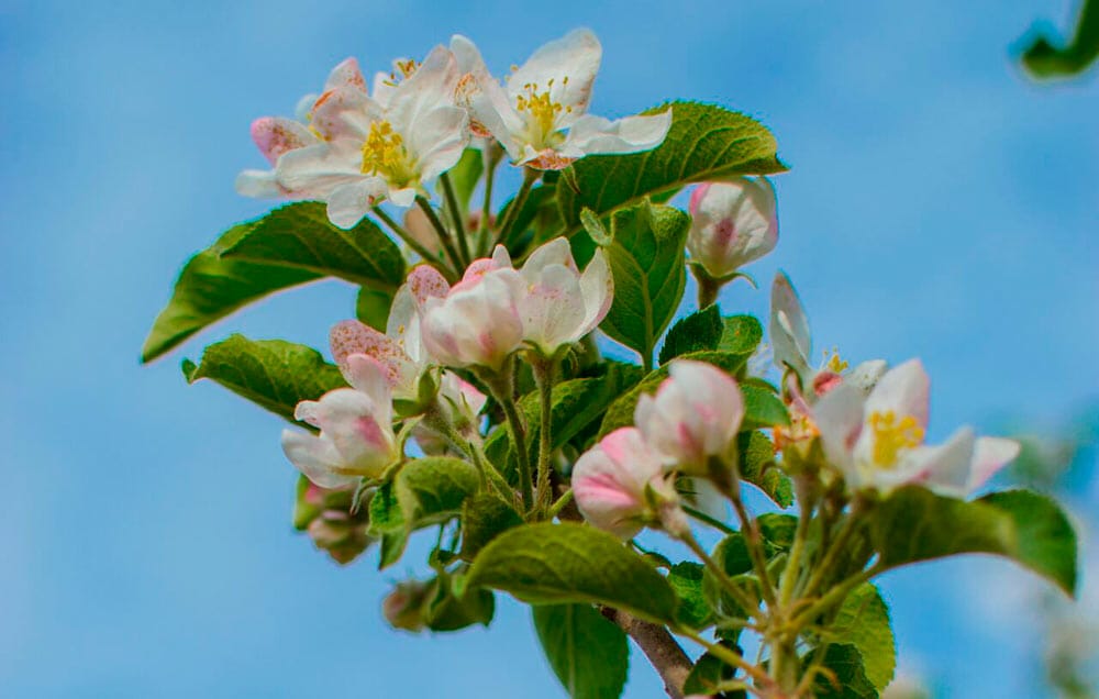 famiglia bortolotti azienda agricola la quadra fiori