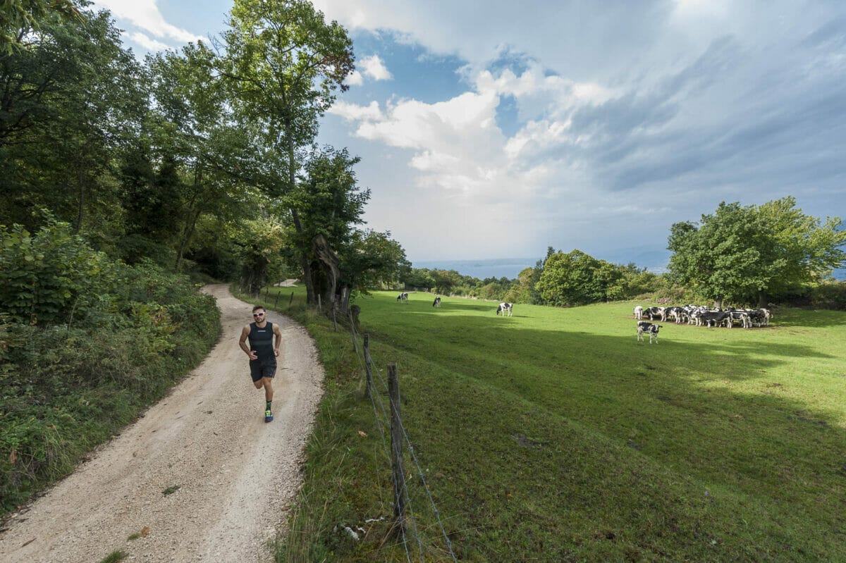 runner vicino al campo con mucche