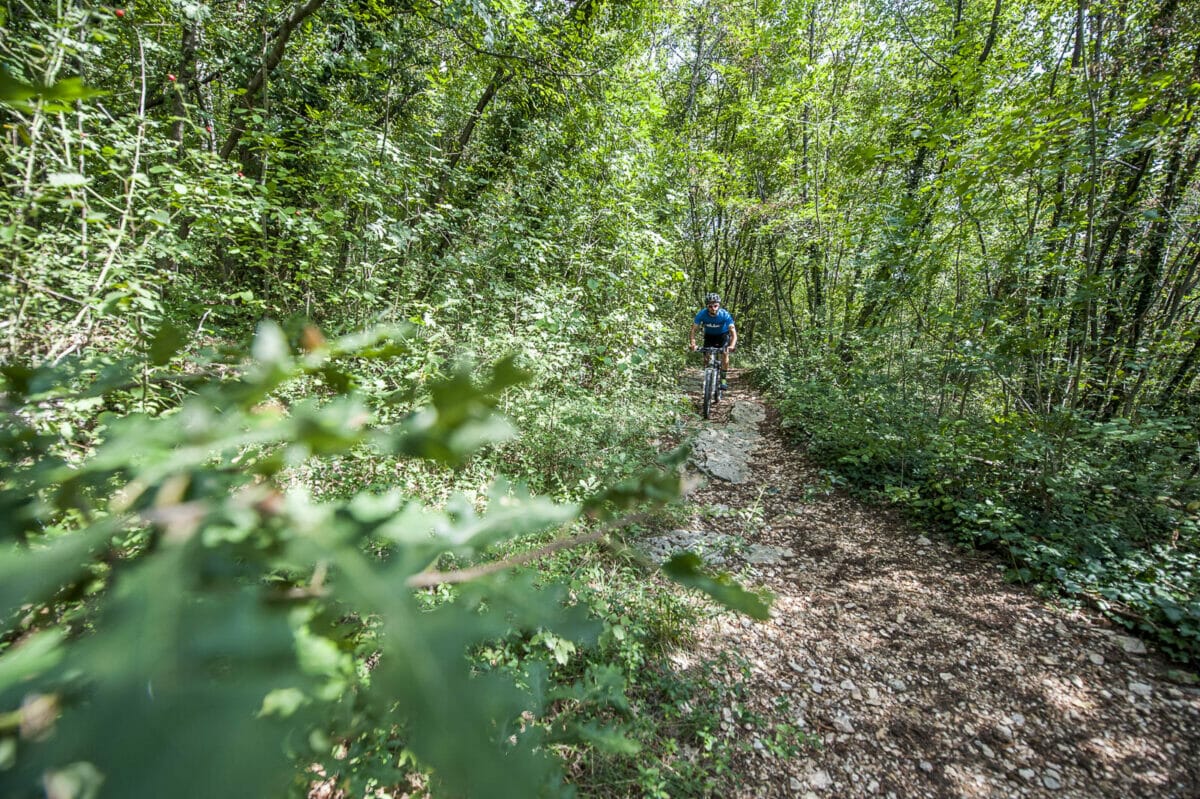 radweg im wald