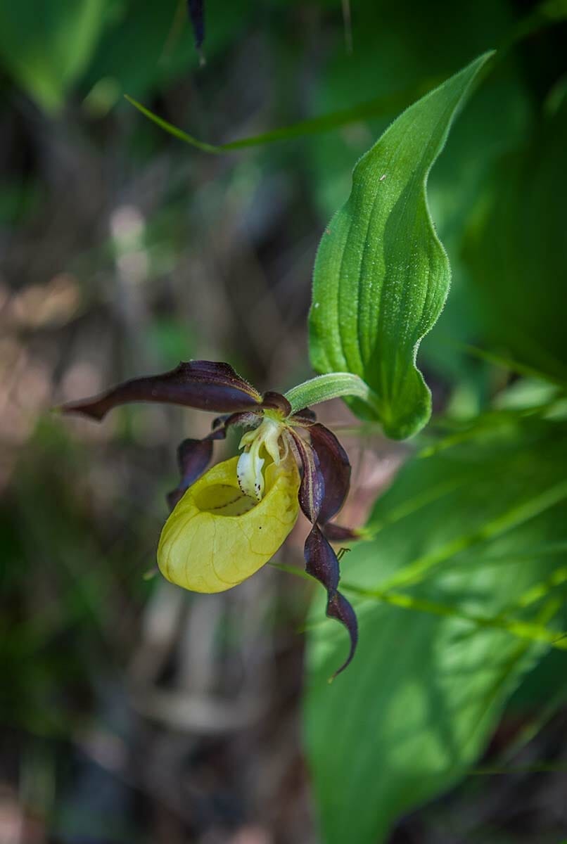 la scarpetta della madonna orchidea