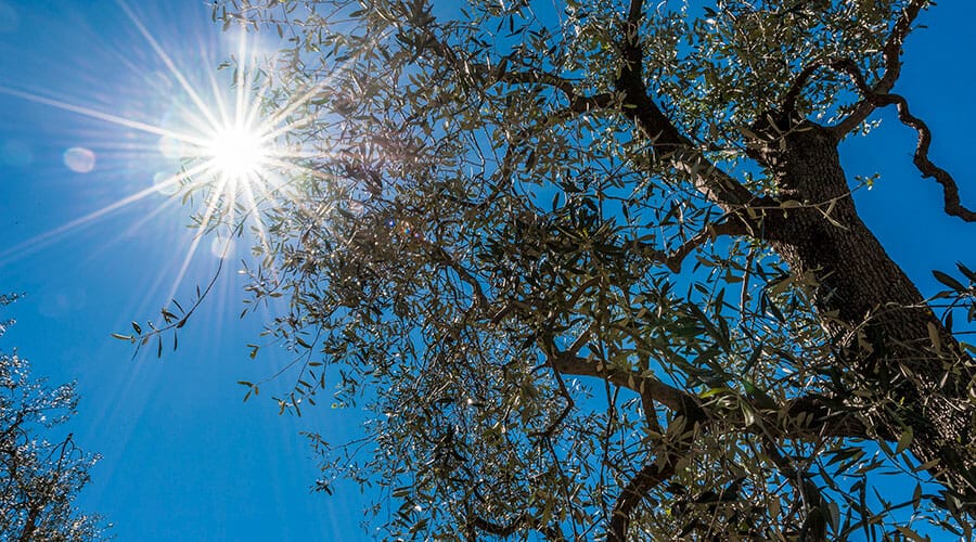 03 brenzone olivo brenzone sul garda 360gardalife