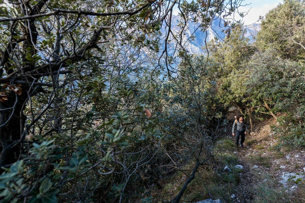 paloni path in the wood