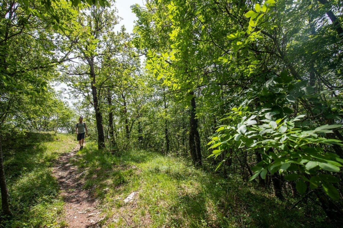 Wanderung zum Cima Comer im Wald