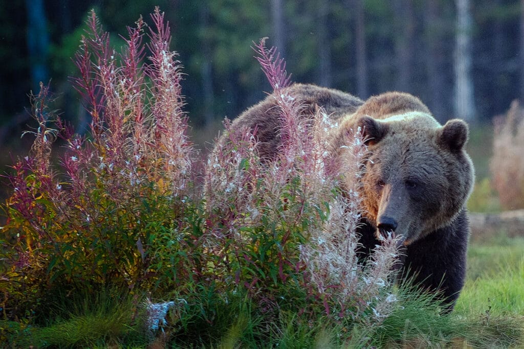 1 orso alessandro de guelmi 1024x683