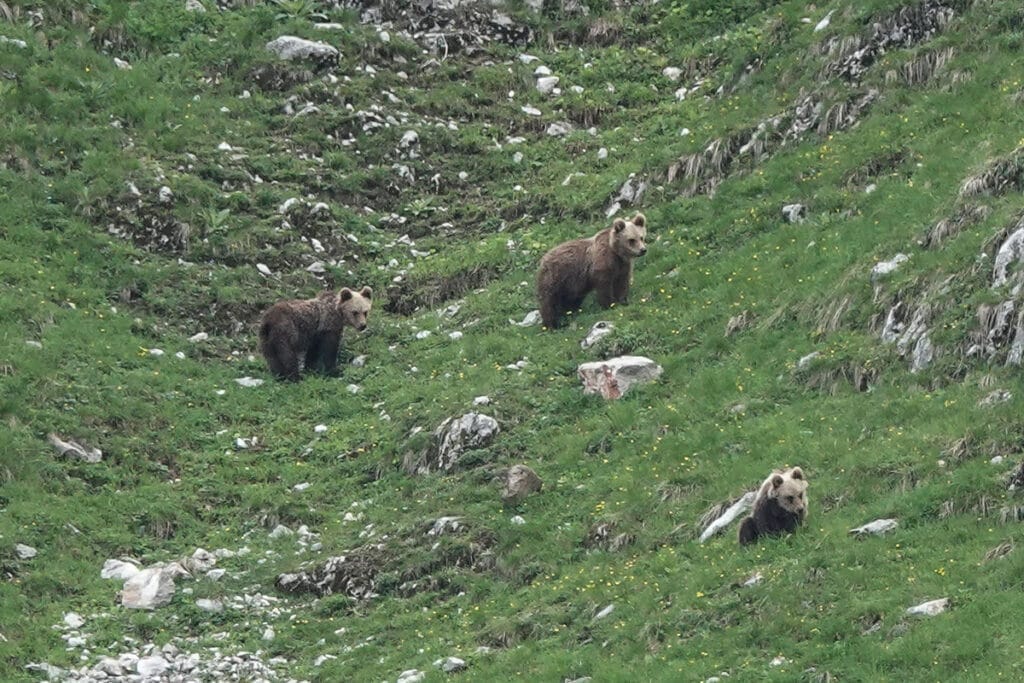 Orsa con i cuccioli